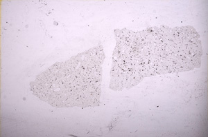 Plane Polarized, E11674