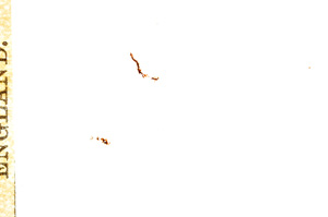 Plane Polarized, E11675