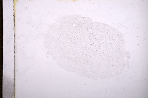 Plane Polarized, E11676