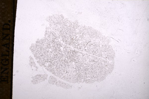 Plane Polarized, E11677