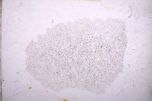 Plane Polarized, E11687