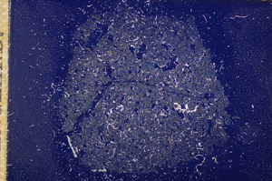 Cross Polarized, E11690