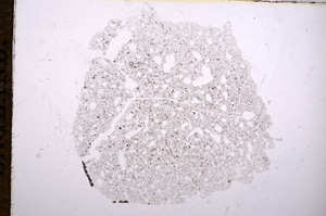 Plane Polarized, E11690