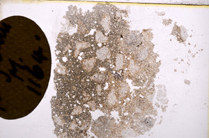 Plane Polarized, E11703