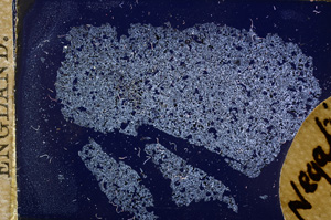 Cross Polarized, E11703/A