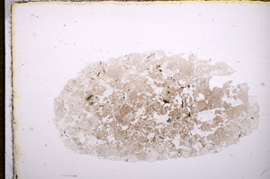 Plane Polarized, E11729