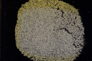 Cross Polarized, E11736