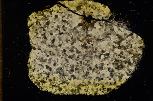 Cross Polarized, E11741