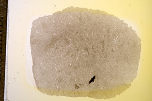 Plane Polarized, E11746