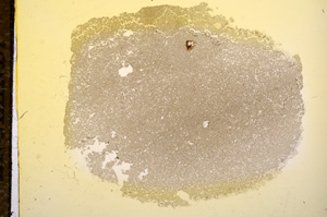 Plane Polarized, E11749