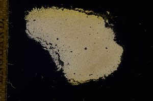 Cross Polarized, E11750