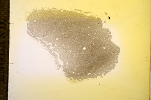 Plane Polarized, E11750