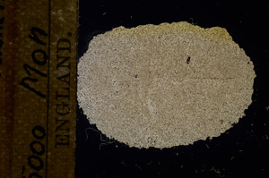 Cross Polarized, E11764