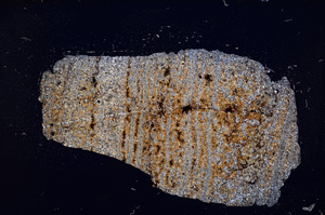 Cross Polarized, E11770