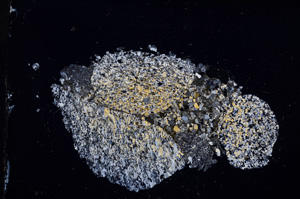 Cross Polarized, E11777