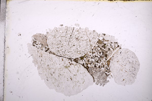 Plane Polarized, E11777