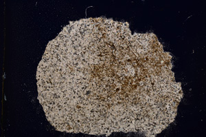 Cross Polarized, E11785