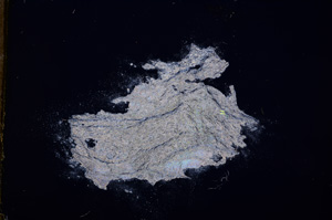 Cross Polarized, E11859