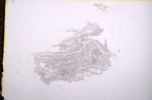 Plane Polarized, E11859