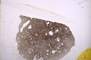 Plane Polarized, E11863