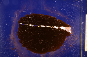 Cross Polarized, E11882