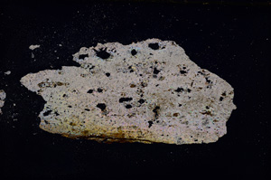 Cross Polarized, E11903