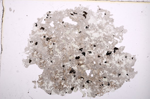 Plane Polarized, E11949