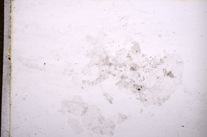 Plane Polarized, E11961