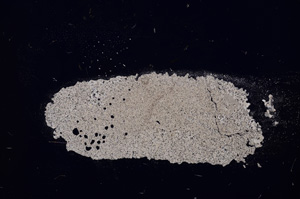 Cross Polarized, E12040