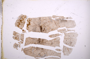 Plane Polarized, E12041