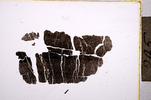 Plane Polarized, E12043