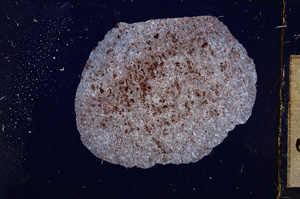 Cross Polarized, E12044