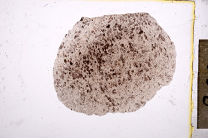 Plane Polarized, E12044