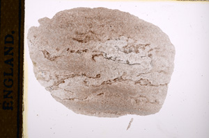 Plane Polarized, E12111