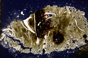 Cross Polarized, E12119