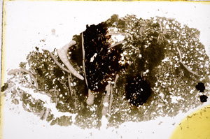 Plane Polarized, E12119