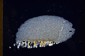 Cross Polarized, E12137