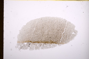 Plane Polarized, E12137