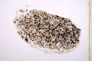 Plane Polarized, E12145