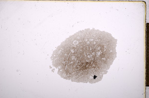 Plane Polarized, E12149