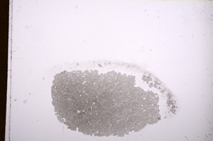 Plane Polarized, E12155