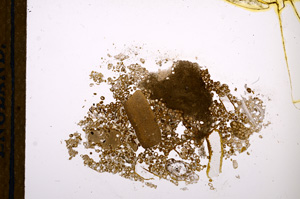 Plane Polarized, E12172