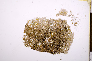 Plane Polarized, E12173