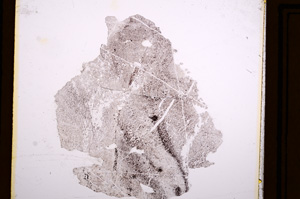 Plane Polarized, E12215