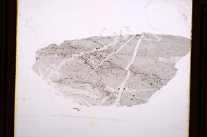 Plane Polarized, E12219