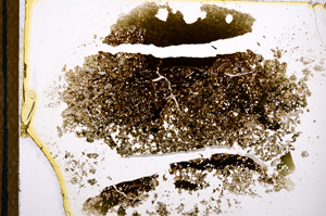 Plane Polarized, E12243