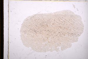 Plane Polarized, E12251