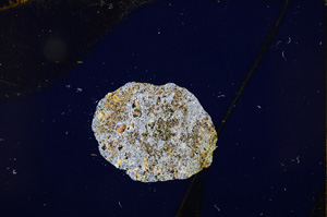Cross Polarized, E12274