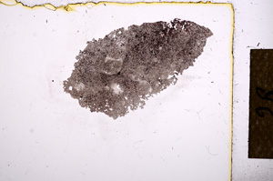 Plane Polarized, E12323