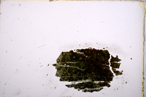 Plane Polarized, E12333